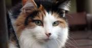 Inseguridad en La Plata: asaltaron a una familia cuando guardaba el auto y les robaron hasta el gato