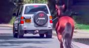 EN VIDEO: Desalmado amarró un caballo a un vehículo y lo que le hizo causó indignación en Colombia
