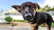 Por qué tu perro ladra a algunas personas y a otras no, según la ciencia
