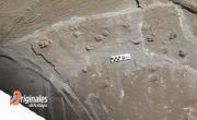Por primera vez, capturan una instantánea de una manada de mamíferos extintos hace 10 millones de años
