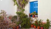 Asuntos de plantas: ¿qué especies puedo colocar en un jardín muy pequeño?