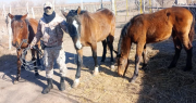 Recuperaron tres caballos robados de una escuela agrotécnica en Sarmiento