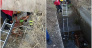 Valiente operativo en Jáchal: bomberos lograron sacar a un perro atrapado en un sifón