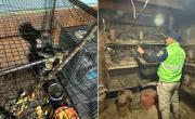 Los Hornos: tenía más de 300 animales silvestres en cautiverio ilegal