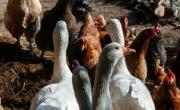 Confirman nuevo caso de influenza aviar en aves de traspatio en Lezama y activan protocolo