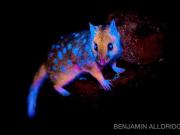 Fotografían por primera vez a un animal que brilla en su hábitat natural