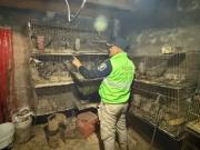 Monos, gallinas y loros: rescatan a 200 animales encerrados en condiciones insalubres en La Plata