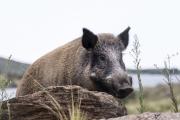 Hacia una política integral de fauna silvestre en Río Negro 