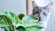 No tengas esta planta en casa: es altamente tóxica y puede matar a tu gato