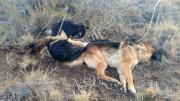 Policía investiga cruel muerte de tres perros