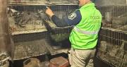 Por dentro, así era la casa de La Plata donde rescataron más de 300 monos, aves protegidas y tortugas