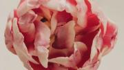 Ni petunias ni rosas: la planta de flores dobles que son un verdadero espectáculo para el jardín