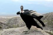 Cóndor en peligro: Neuquén y Mendoza unen fuerzas por la conservación del monumento natural