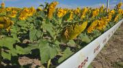 En cinco años, exportaciones de derivados de girasol generaron más de $us 640 millones