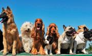 Cuáles son las razas de perros más elegidas en el mundo: el TOP 10