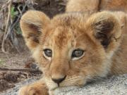 Por 150 dólares, podés abrazar a un león: polémica en un restaurante por su particular servicio