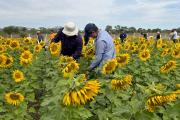 El girasol consolida su papel clave en la exportación con valor agregado