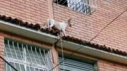 EN FOTOS: Rescataron a un perrito que estuvo a punto de caer del tejado de una residencia en La Rinconada