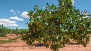 ¿Cómo se llama el árbol del pistacho? Pocas personas lo saben