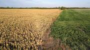 Bueno: la soja subió por tercera rueda ante un clima caluroso en EEUU y mayor demanda de biocombustibles