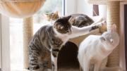 Los consejos de una experta para jugar con tu gato y porque es bueno para su salud hacerlo
