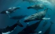 Migración de ballenas: se adelanta por el calentamiento