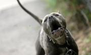 Alertan por un brusco aumento en el país de ataques de perros