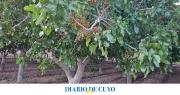 La demanda de pistacho aumentó y productores locales vendieron todo