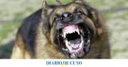 Una bebé de un año murió tras ser atacada por un ovejero alemán en Córdoba