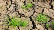 ¿Qué plantas puedo colocar en un terreno seco y poco fértil?