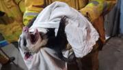 Se metió en plena madrugada, se comió todos los huevos y se escondió: una comadreja desató el caos en una casa