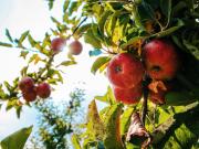 Comer manzanas ayuda a controlar la presión arterial: qué dice la ciencia