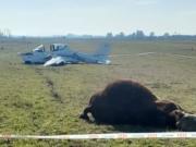 Insólito accidente en Chivilcoy: una avioneta chocó contra un toro durante el aterrizaje