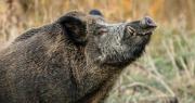 El jabalí, la especie invasora que llegó a San Juan tras un “descuido” en La Pampa del siglo XX