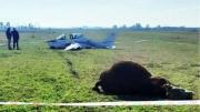 Chivilcoy: un toro murió embestido por una avioneta durante un aterrizaje