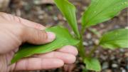 ¡Cuidado a la hora de trasplantar a tus plantas! Los consejos de la experta para lograrlo con éxito