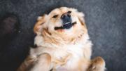 Qué significa que un perro se acueste panza arriba en casa y por qué es una buena señal