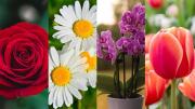 Test de personalidad: elige una flor y descubre qué revela sobre tu personalidad