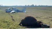 Un toro murió embestido por una avioneta