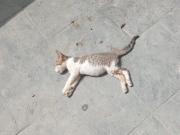 La Guaira: Denuncian maltrato animal en bloque 13 de 10 de Marzo
