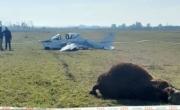 Insólito accidente en un campo bonaerense: avioneta se estrelló contra un toro