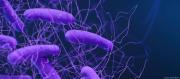 CONFIRMAN EXPANSIÓN DE UN GEN QUE TRANSFORMA BACTERIAS