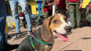 Activan jornada de atención veterinaria en Miranda y Aragua este 20 de julio: conozca los servicios gratuitos disponibles