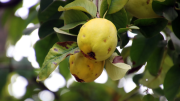El árbol perfecto para el jardín que da frutos dulces y florece más de una vez al año