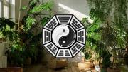 Por qué no hay que tener muchas plantas en la casa, según el Feng Shui
