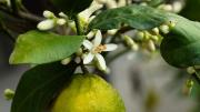 Árbol Limonero: qué significa que le crezcan flores y por qué es una buena señal