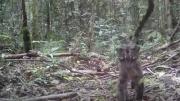 VIDEO: Captan por primera vez en décadas a una de las especies de felinos más extrañas del mundo