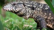 Especies en riesgo por el tráfico