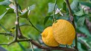 Cuál es el mejor momento para trasplantar un limonero o árbol de limón