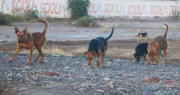 Cómo es el proceso para “reeducar” a un perro con antecedentes de violencia en San Juan